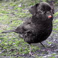 Fotografia de um pássaro com cabeça de pug (raça de cachorro)